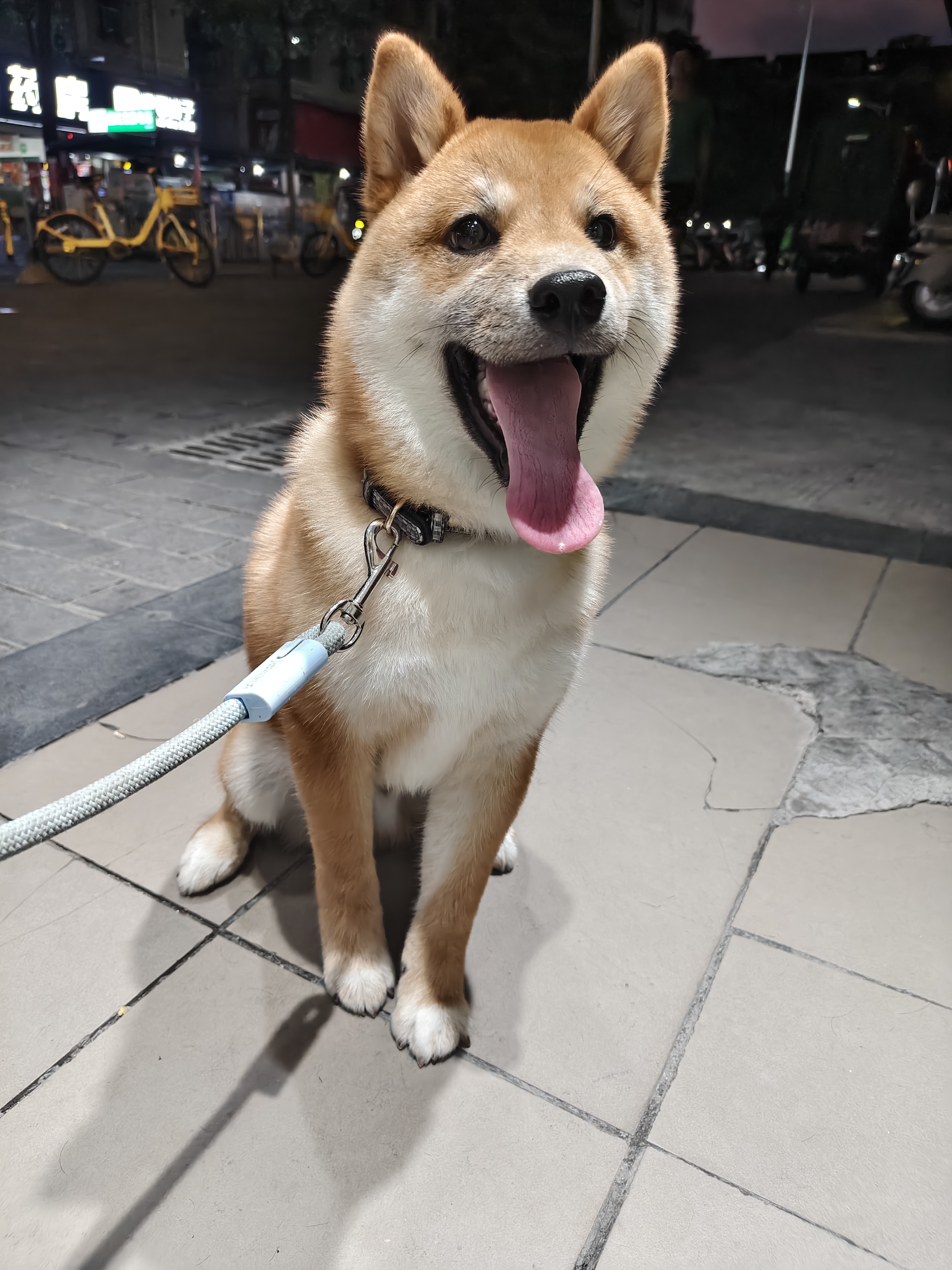 姓名:土豆 性格:活泼粘人,很少会乱叫